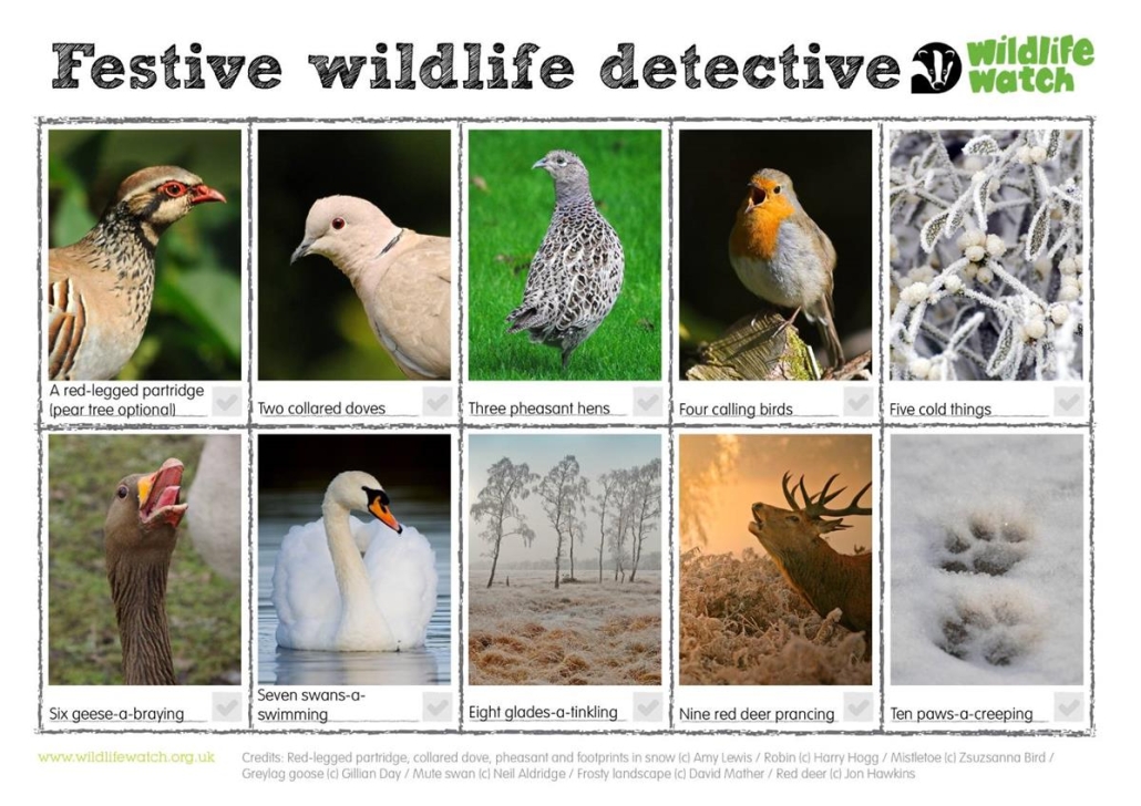 festivewildlifedetective